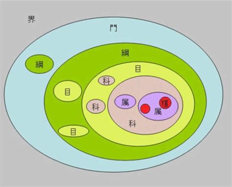 界門綱目科屬種口訣